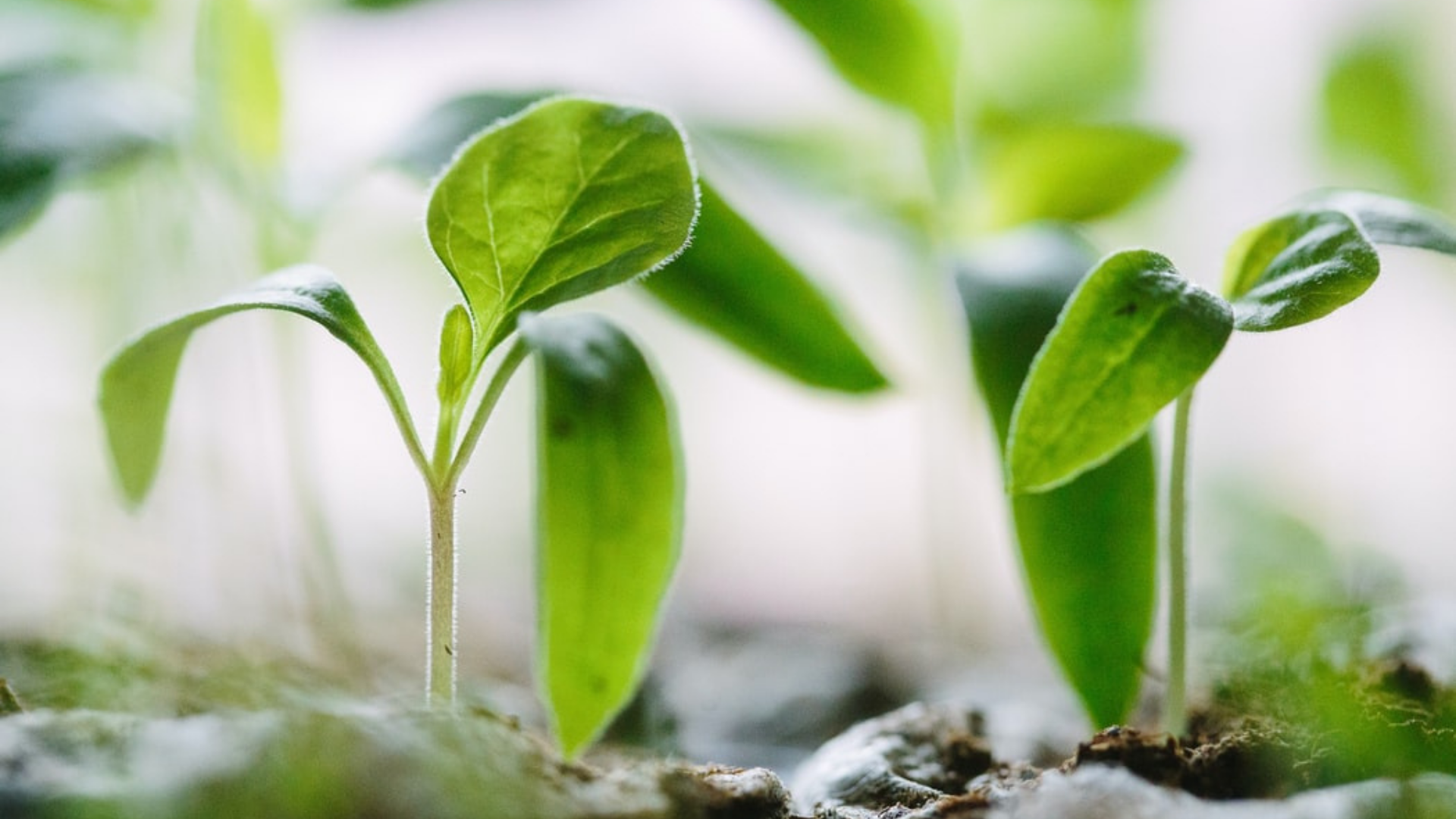 investissement-responsable-conseil investissement-responsable-conseil